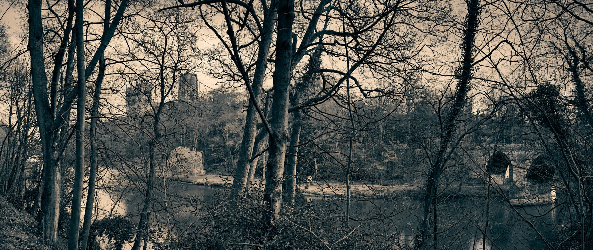 Woodland beside the River Wear with Durham Cathedral beyond the trees